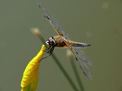 Libelle am Teich