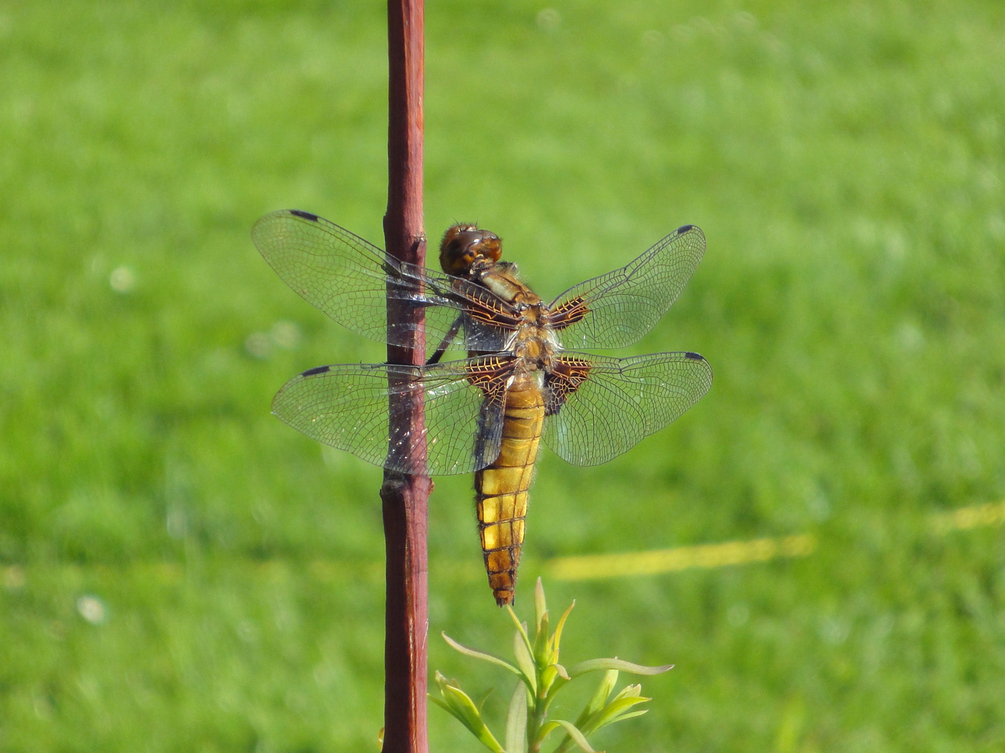 Libelle am Teich