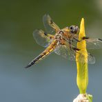 Libelle am Teich