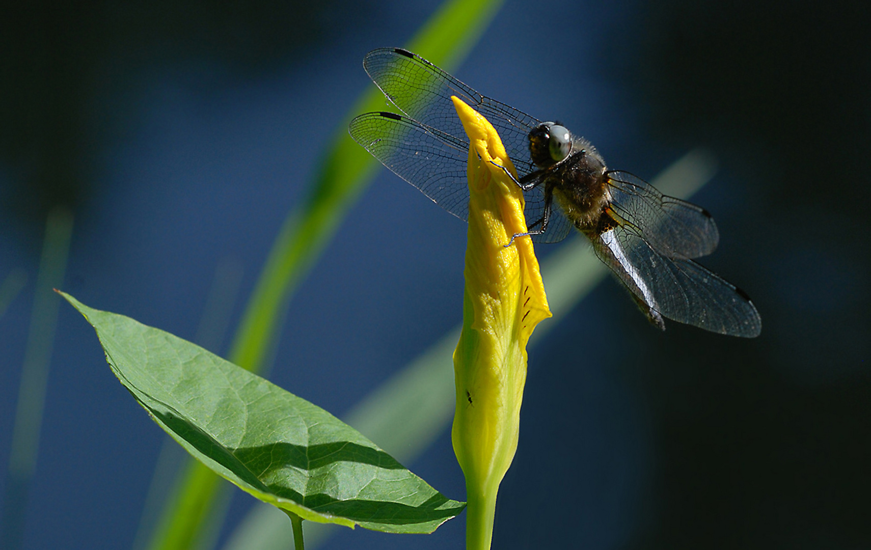 Libelle am Teich Foto & Bild natur, insekten, tiere Bilder auf