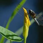 Libelle am Teich