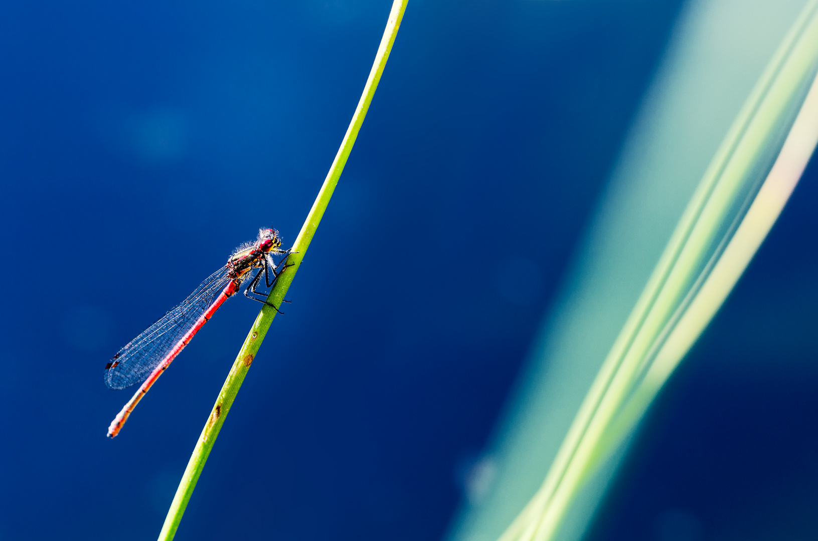 Libelle am Teich