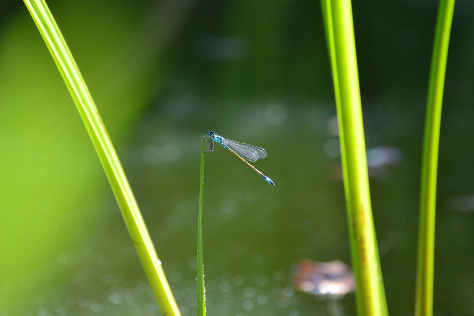 Libelle am Teich 2