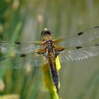 Libelle am Teich 2