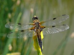 Libelle am Teich 2