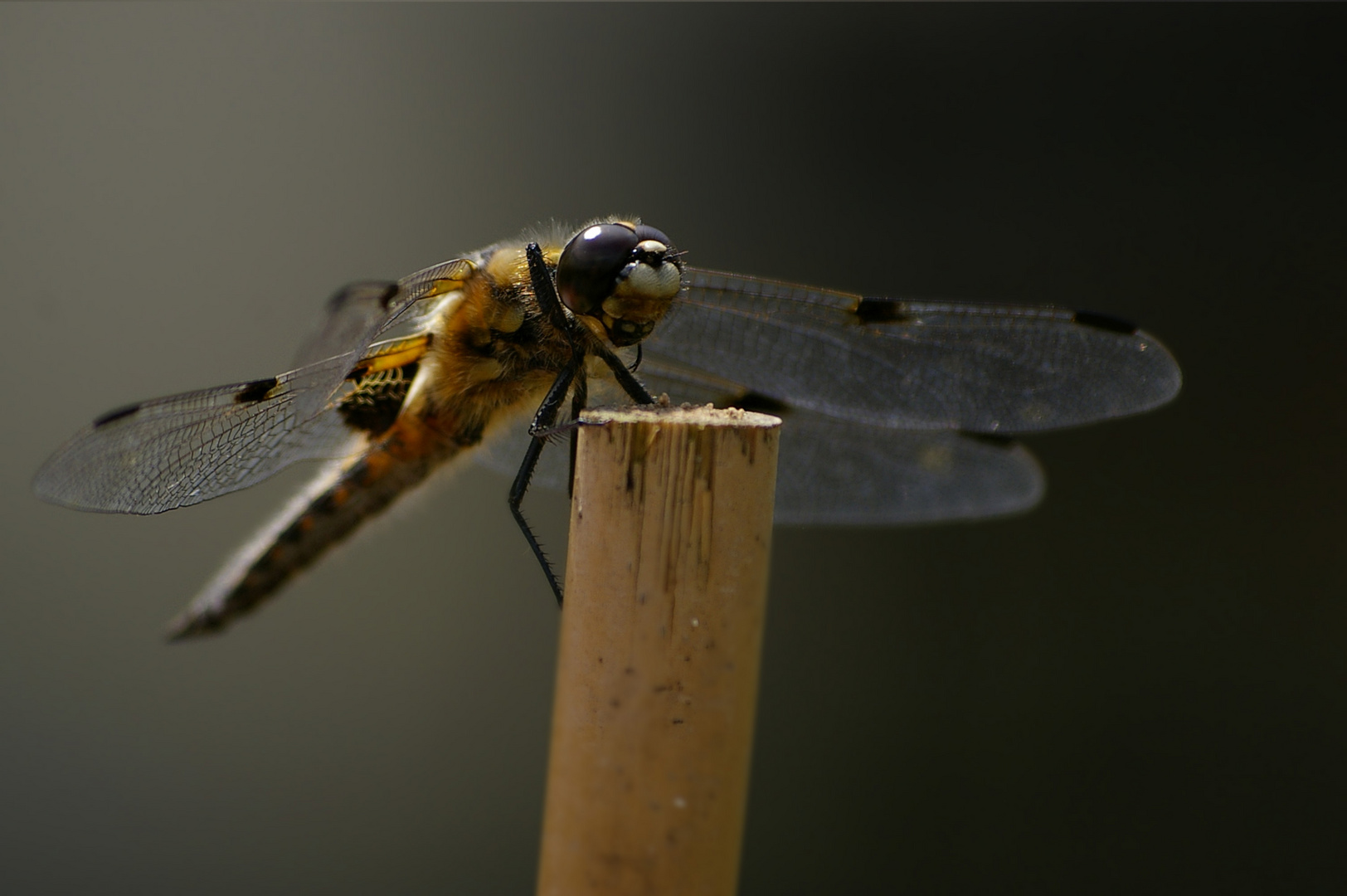 Libelle am Teich