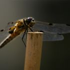 Libelle am Teich