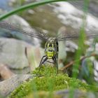 Libelle am Teich