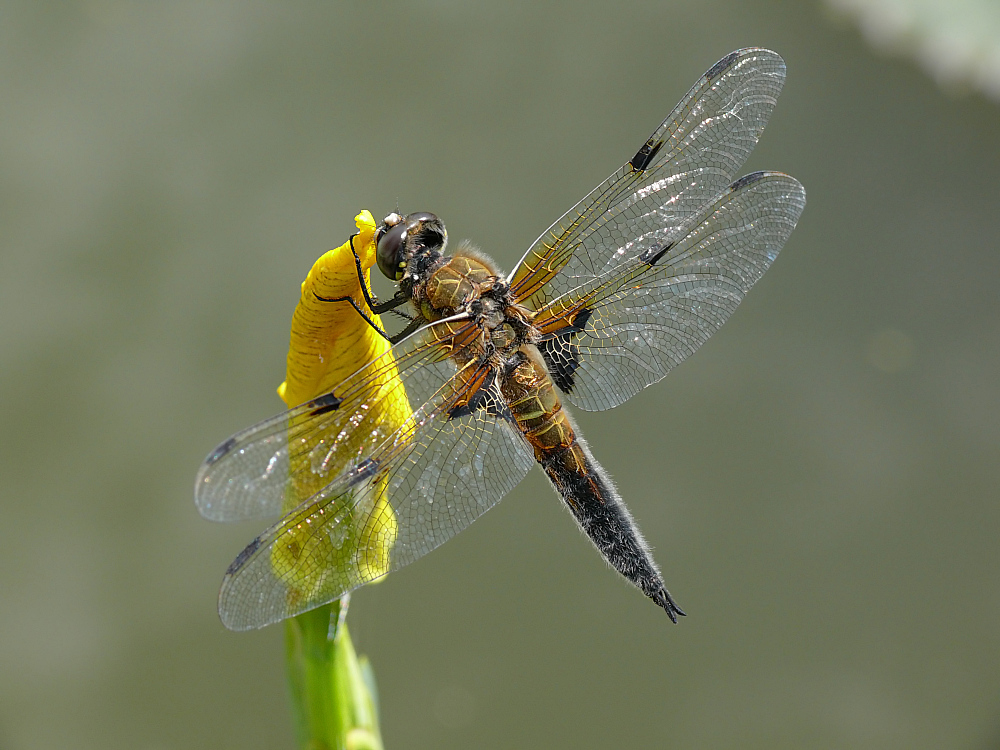 Libelle am Teich 3