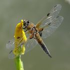 Libelle am Teich 3