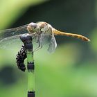 Libelle am Teich