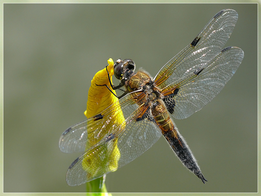 Libelle am Teich 3a