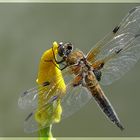 Libelle am Teich 3a