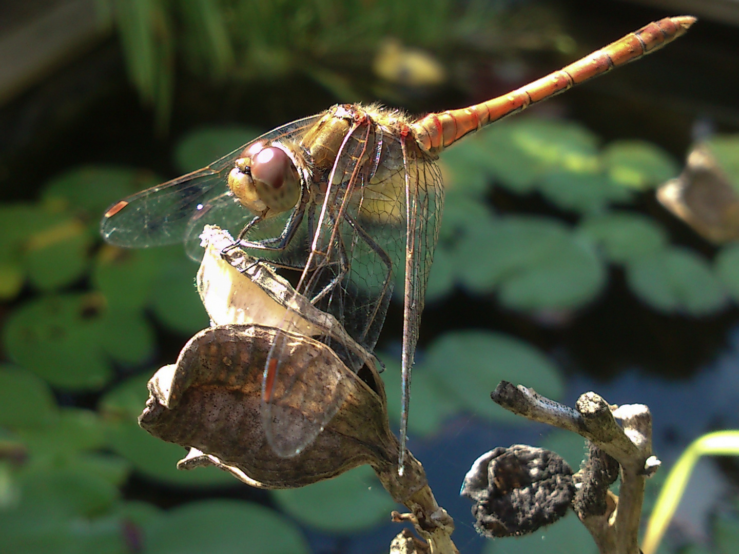 Libelle am Teich