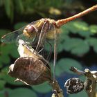 Libelle am Teich