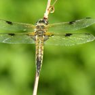 Libelle am Teich