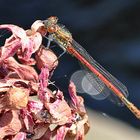 Libelle am Teich