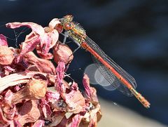 Libelle am Teich