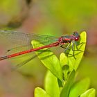 Libelle am Teich