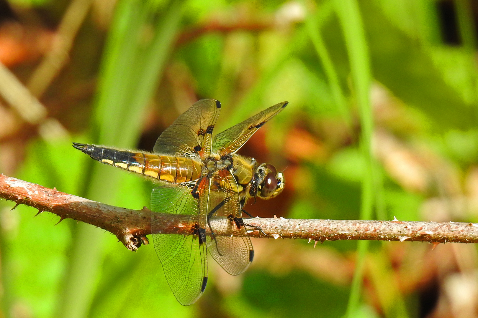 Libelle am Teich