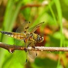 Libelle am Teich