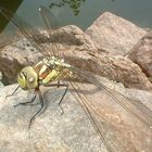 Libelle am Teich