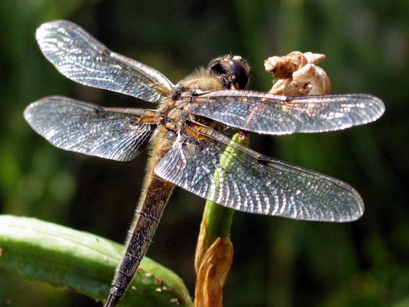 Libelle am Teich