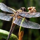 Libelle am Teich