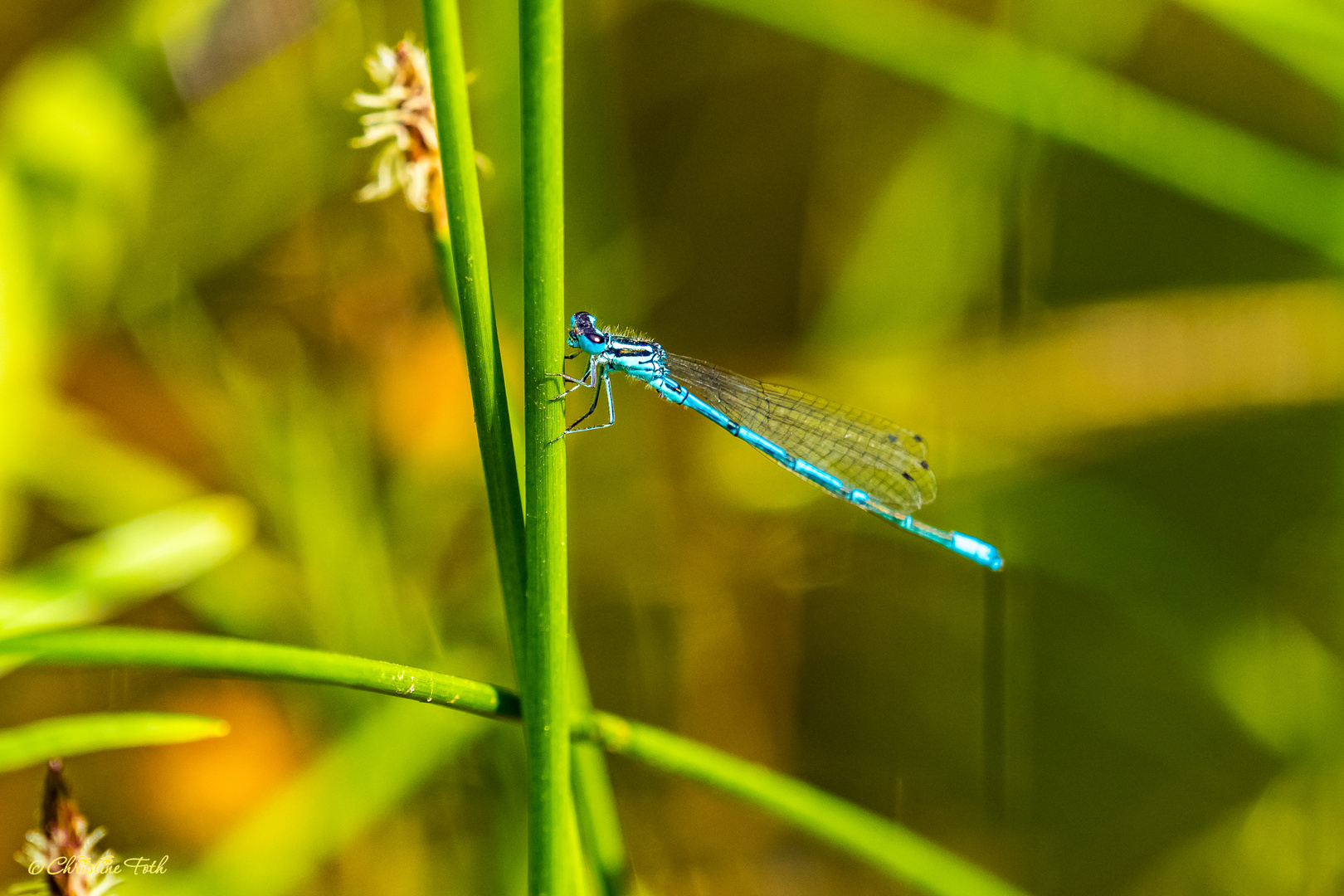 Libelle am Teich