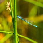 Libelle am Teich