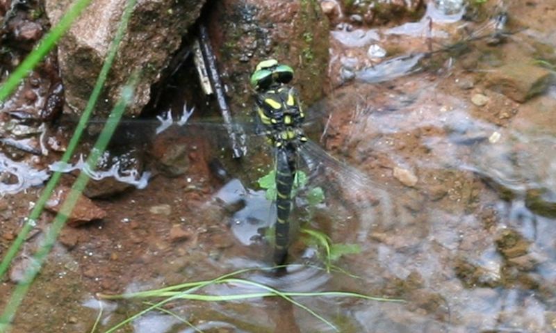 40+ Libelleneier Im Teich, Im laufe ihres wachstums häuten sich die