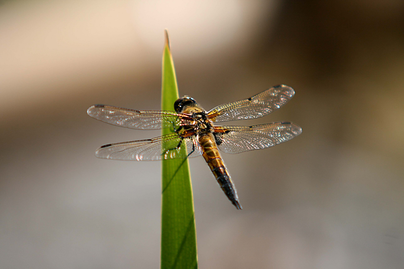 Libelle am Teich