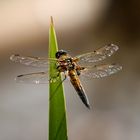 Libelle am Teich