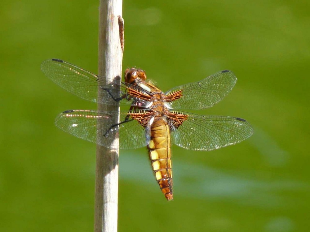 Libelle am Teich