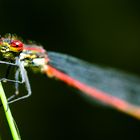 Libelle am Teich