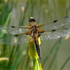 Libelle am Teich