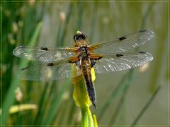 Libelle am Teich