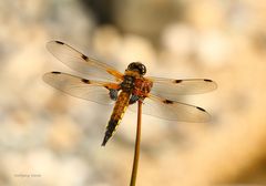 Libelle am Teich