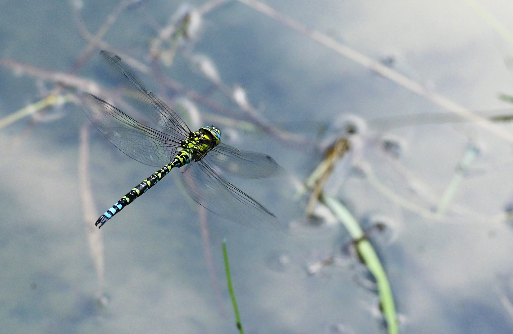 Libelle am Teich