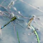Libelle am Teich