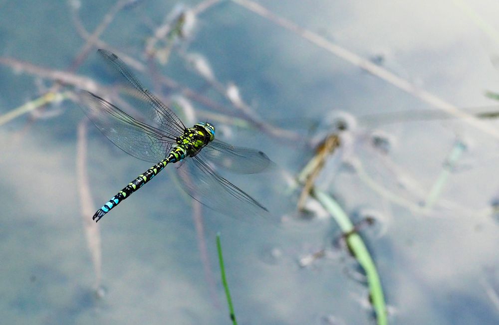 Libelle am Teich Foto & Bild tiere, wildlife, libellen Bilder auf