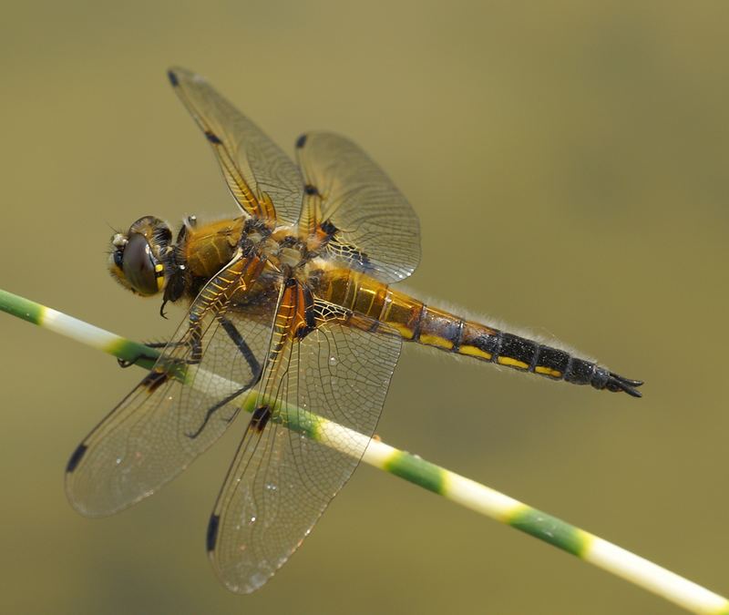 Libelle am Teich