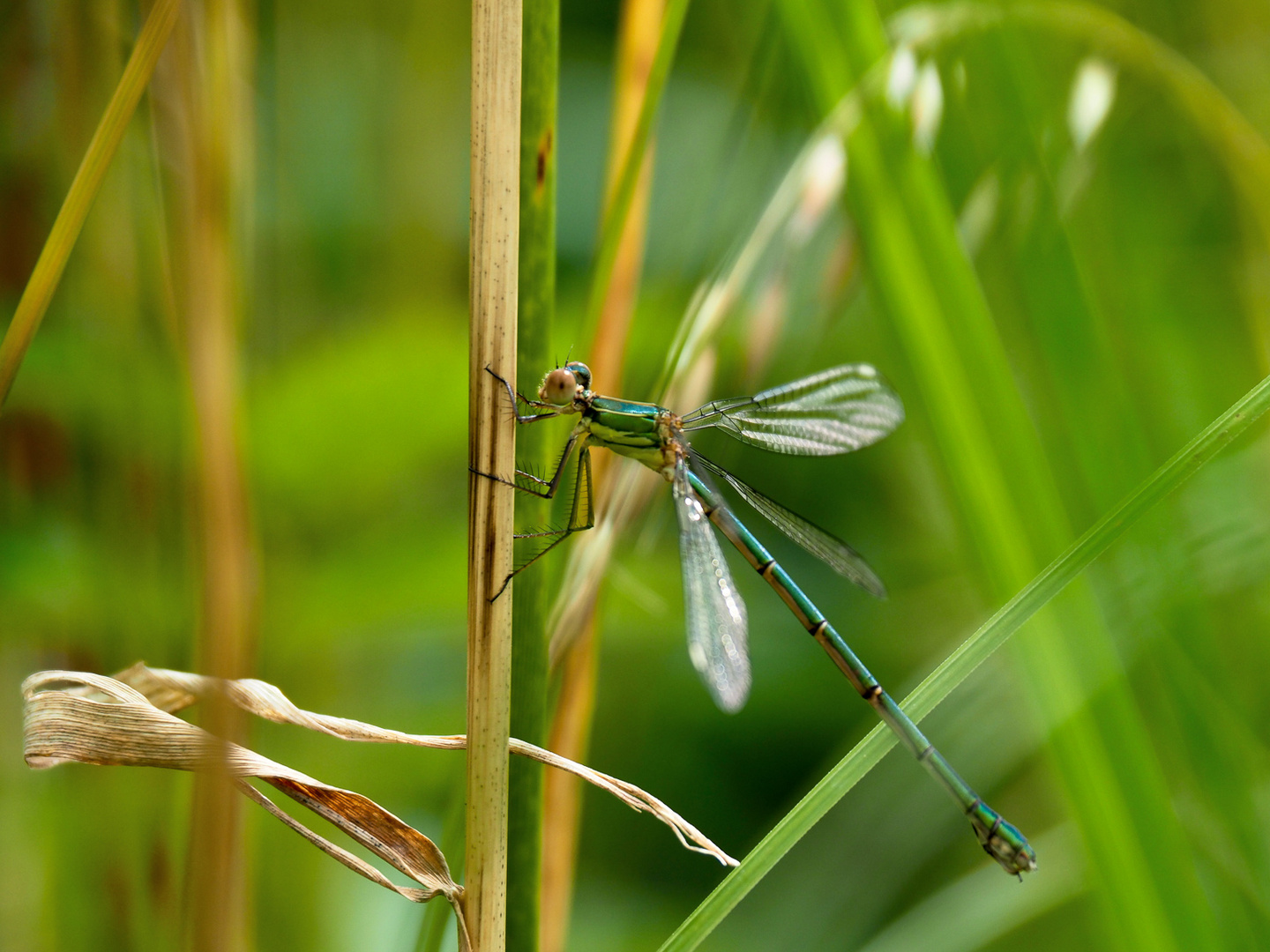 Libelle am Teich