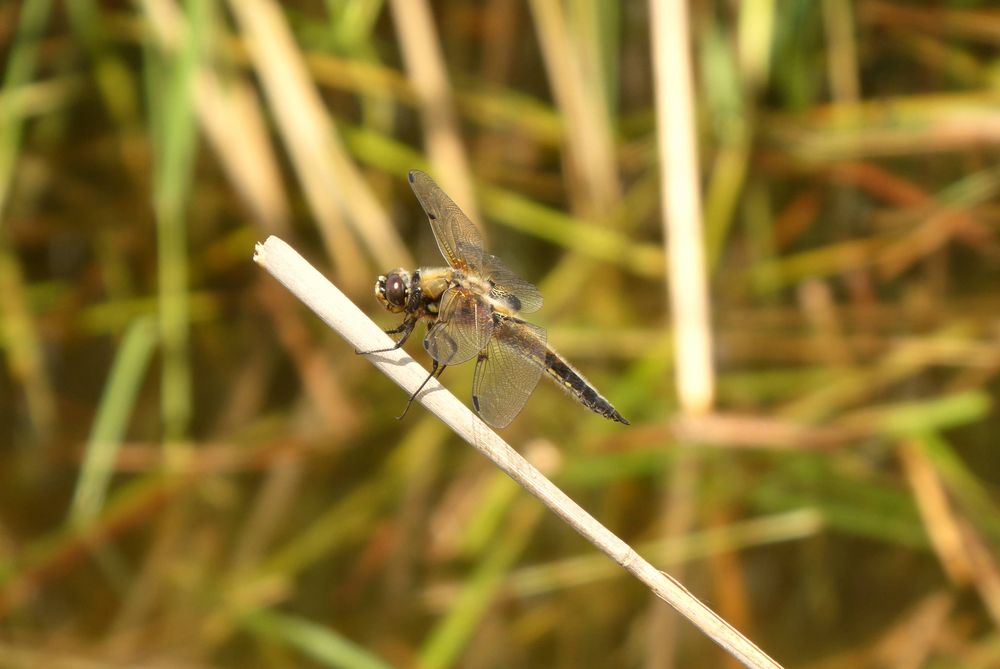 Libelle am Teich Foto & Bild tiere, wildlife, libellen Bilder auf
