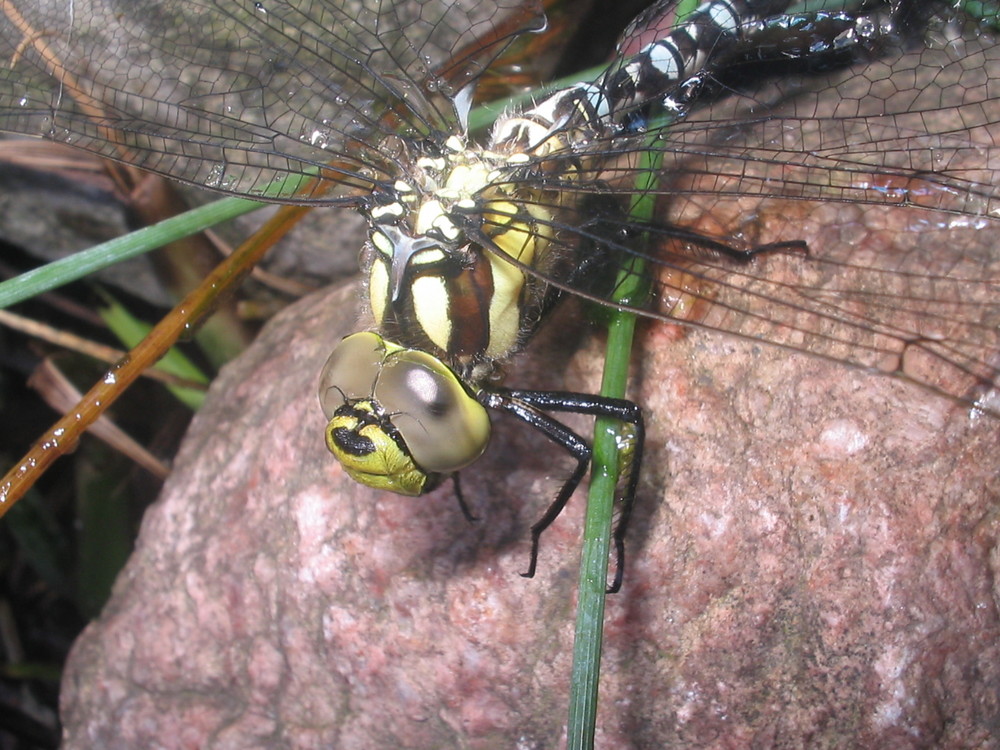 Libelle am Teich