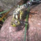 Libelle am Teich