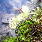 Libelle am Teich