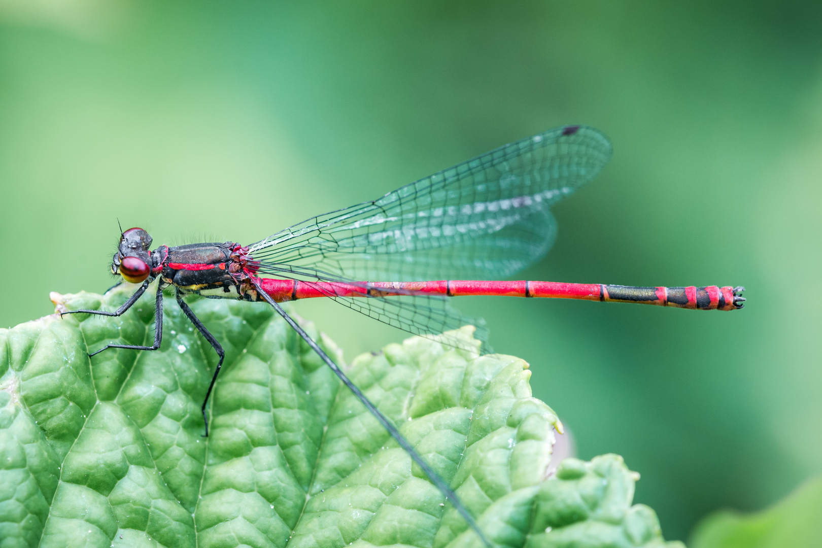 Libelle am Teich