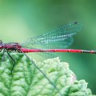 Libelle am Teich