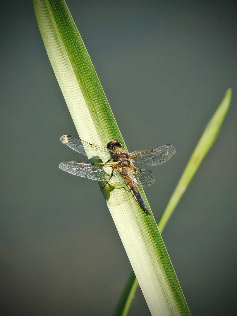 Libelle am Teich